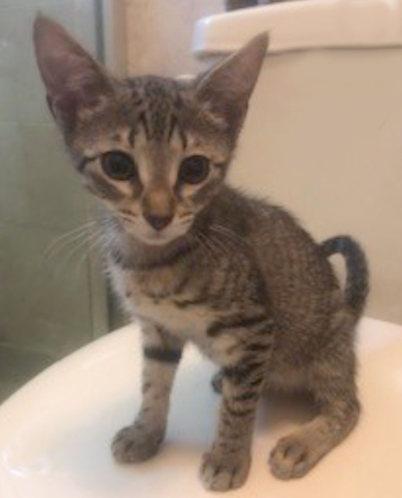 Adopt A Kitten Or Cat Darbster Kitty New England